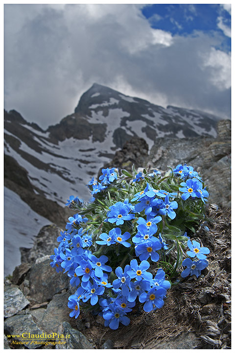Eritrichium nanum, fiori alpini, fiori di montagna, alpine flowers